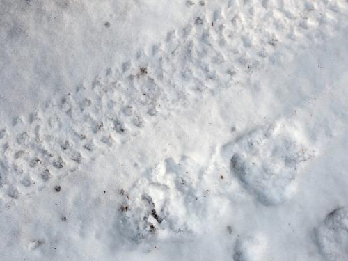 mountain-bike  fat-tire track in December on the trail at Drummer Hill Conservation Area at Keene in southwest New Hampshire