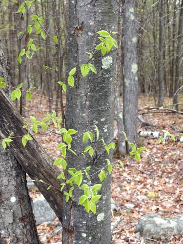 Black Birch