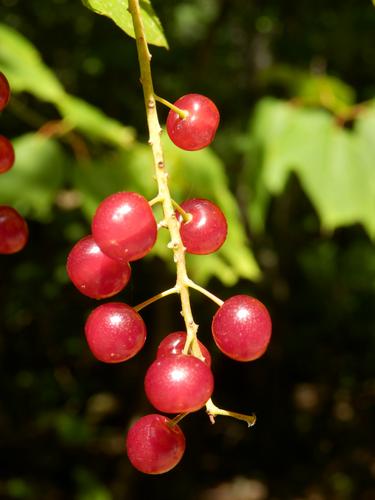 Choke Cherry