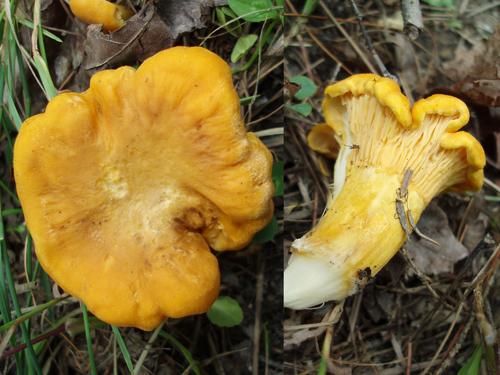 Common Chanterelle