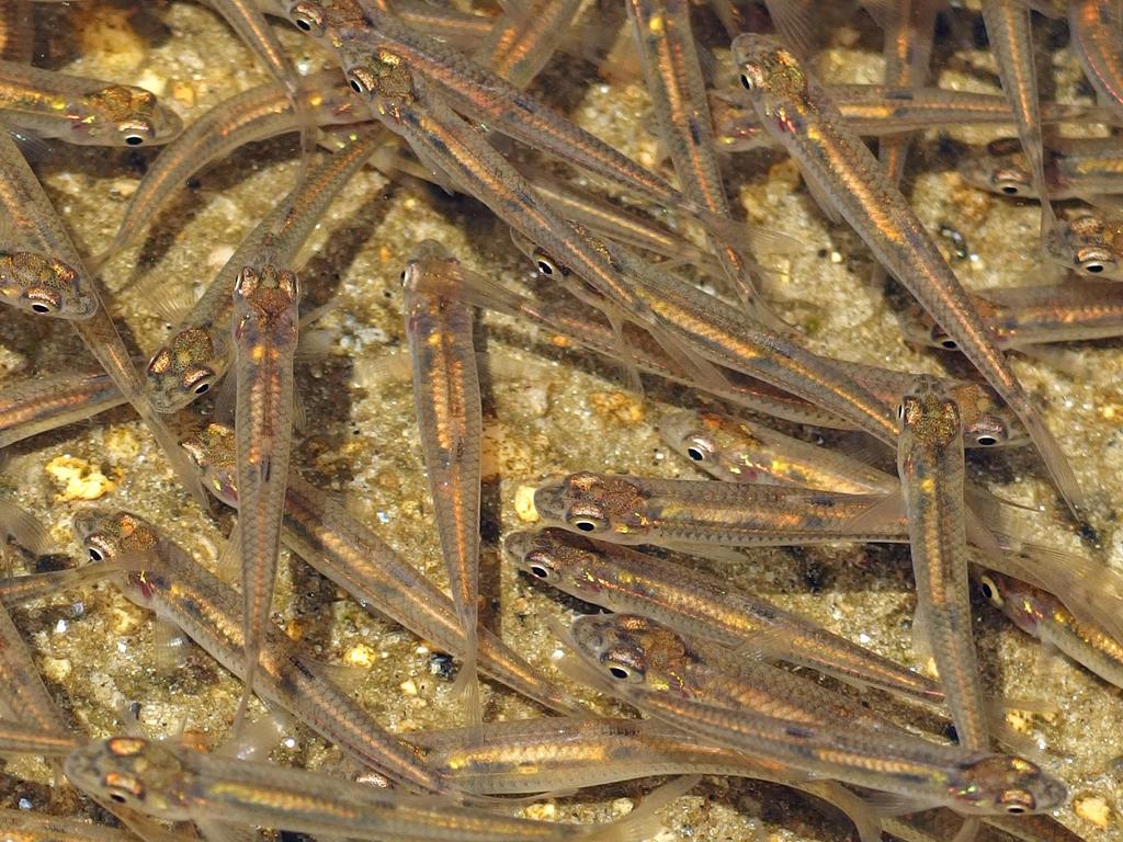 baby fish -- probably Rainbow Smelt (Osmerus mordax) -- schooling in the 
near-shore shallow water of Dublin Lake in southern New Hampshire