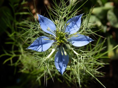 Love-in-a-Mist (Nigella damascena)