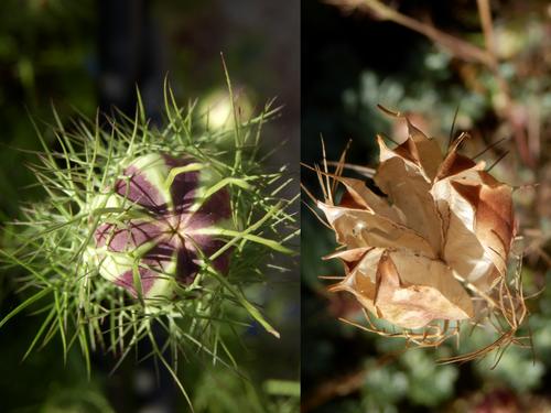 Love-in-a-Mist (Nigella damascena)