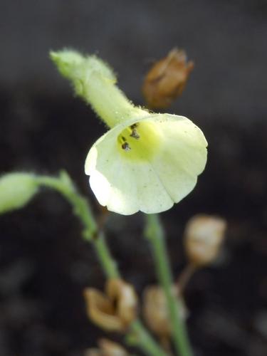 Langsdorff's Tobacco (Nicotina langsdorffii)