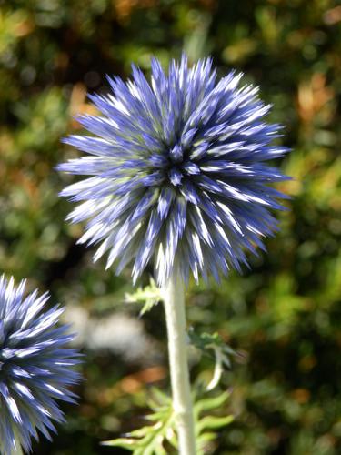 Globe Thistle (Echinops ritro)