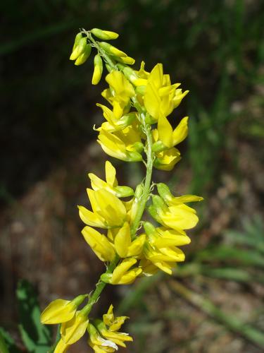 Yellow Sweet Clover