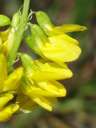 Yellow Sweet Clover (Melilotus officinalis))