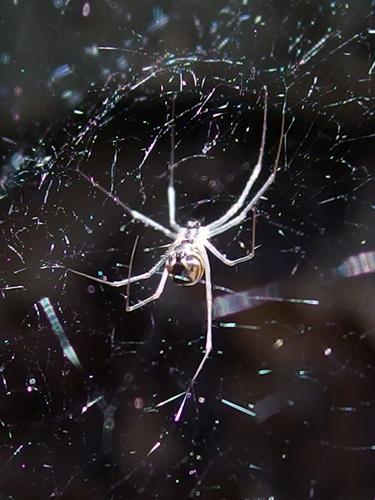 spider at Dumplington Hill in southern New Hampshire