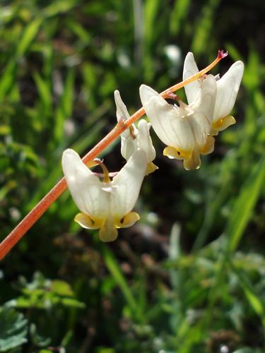 Dutchman's Breeches (Dicentra cucullaria)