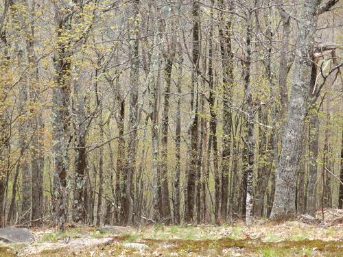 starting-to-leaf-out woods on the summit of Durrell Mountain near Laconia in the Lakes Region of New Hampshire