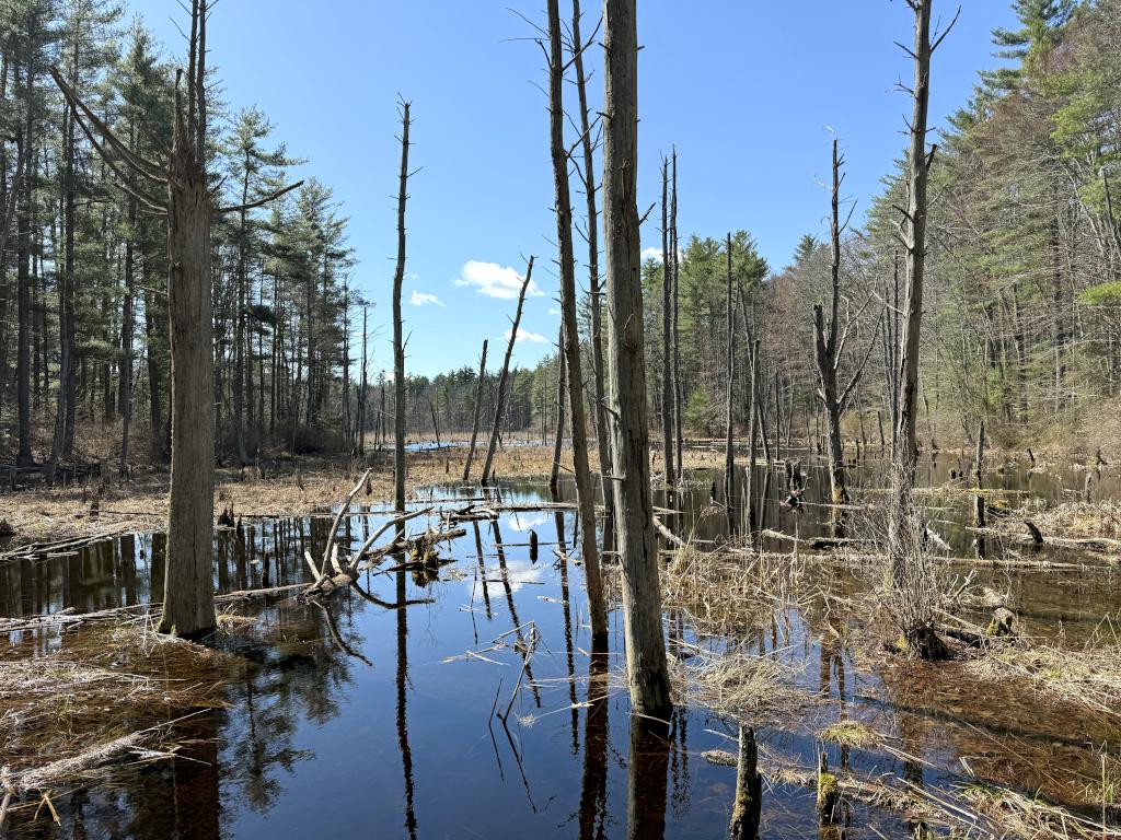 Rookery in April at Duston Parcel and Heron Rookery in southeast NH