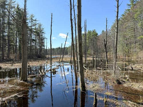 Rookery in April at Duston Parcel and Heron Rookery in southeast NH