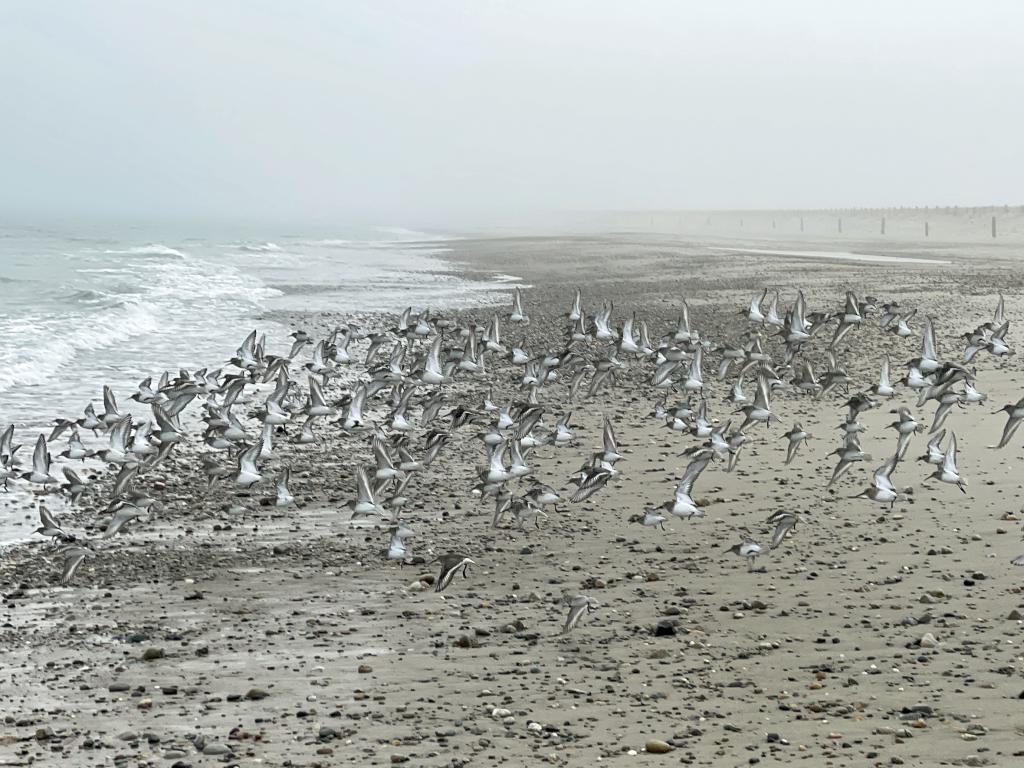 sanderling flock in January at Duxbury Beach near Duxbury in eastern Massachusetts