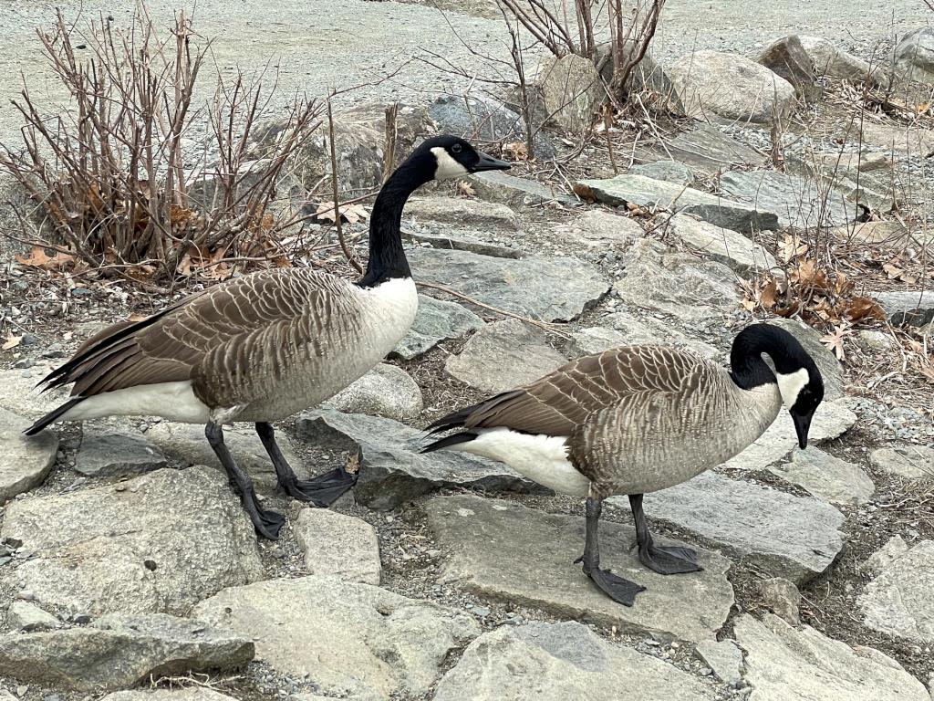 geese in March beside Waldo Lake at D. W. Field Park in eastern Massachusetts