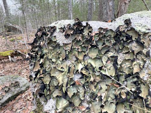 Smooth Rock Tripe in February at Dykes Pond Loop in northeast MA