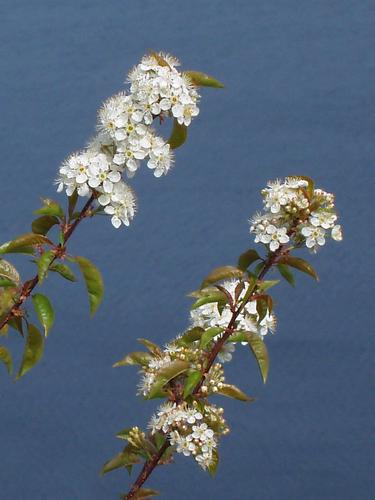 Common Shadbush flowers