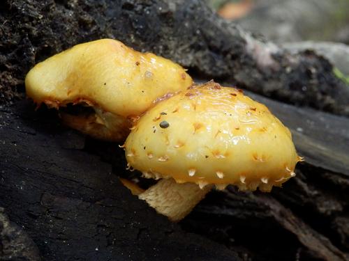 Golden Pholiota