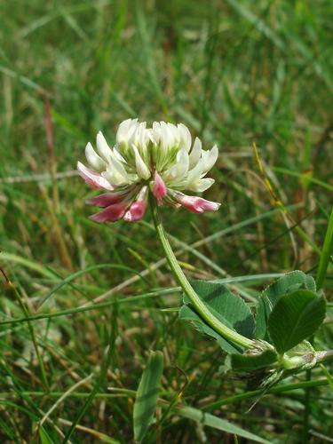 White Clover flower