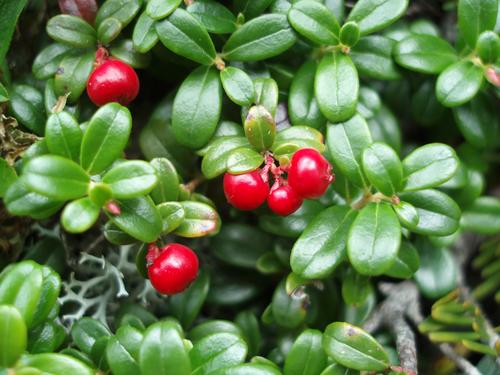 Mountain Cranberry