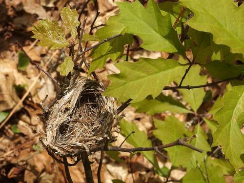 bird's nest at Eagles Nest in southern New Hampshire