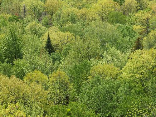 neat valley view with new foliage in pastel green colors as seen from Eagles Nest in southern New Hampshire