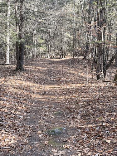 trail in November at Eagle Trail in southern NH