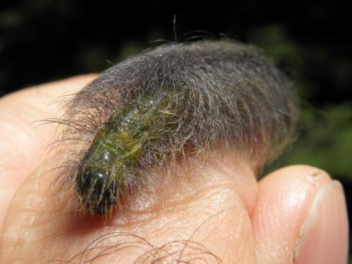 hairy caterpillar