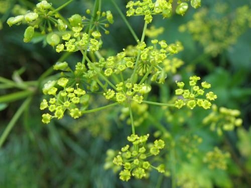 Wild Parsnip (Pastinaca sativa)