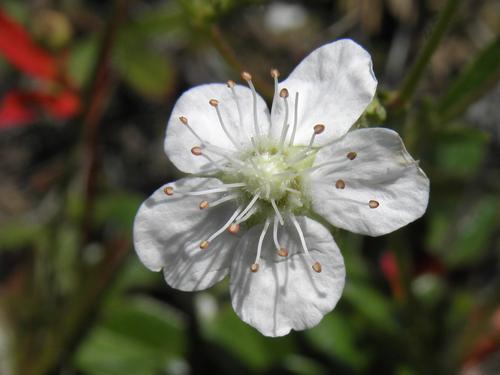 Three-toothed Cinquefoil (Potentilla tridentata)