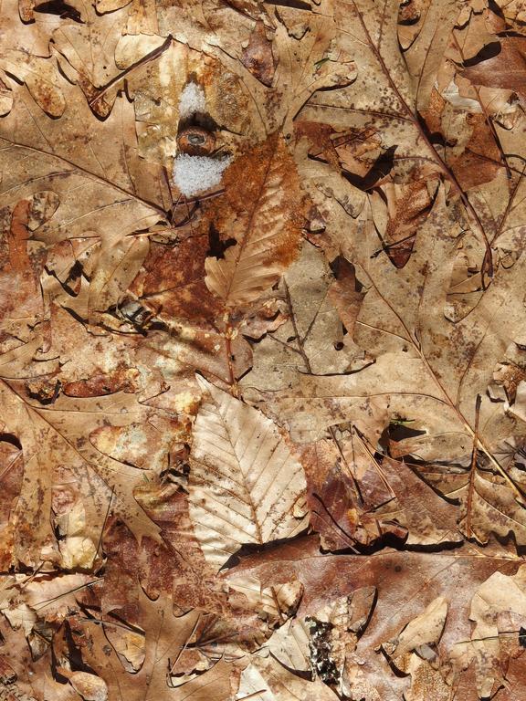 flattened fall leaves in March on Eastview Rail Trail in southern New Hampshire