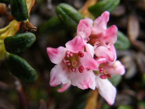 Alpine Azalea