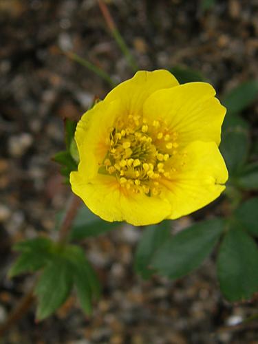 Mountain Avens (Geum peckii)