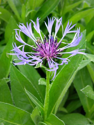 Mountain Cornflower (Centaurea montana)