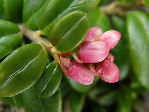 Mountain Cranberry (Vaccinium vitis-idaea)