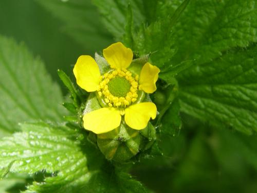 Big-leaved Avens