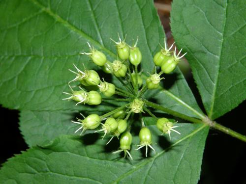 Wild Sarsaparilla (Aralia nudicaulis)