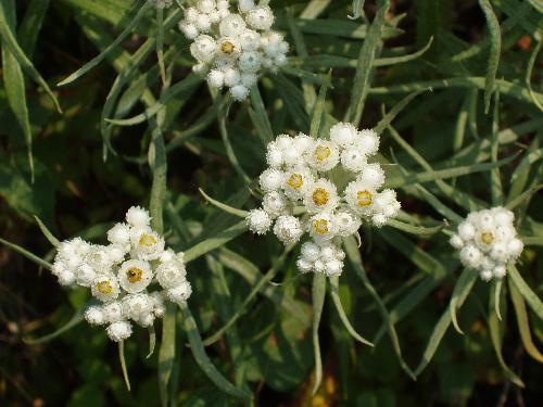 Pearly Everlasting