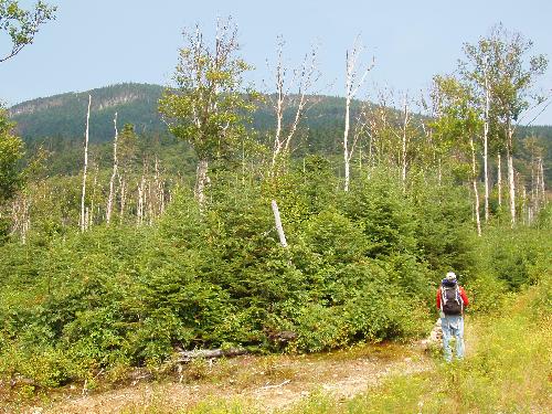 bushwhacking to Elephant Mountain in Maine