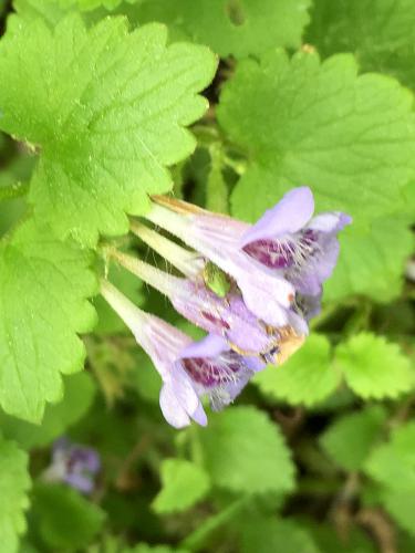 Ground Ivy