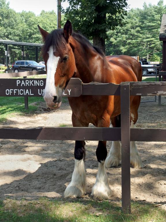 horse at the Massachusetts State Police Mounted Unit near Emerson's Cliff in Concord, Massachusetts