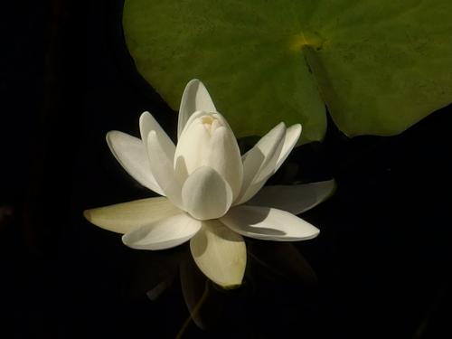 lily at Heywood's Meadow in August at Emerson's Cliff near Concord in eastern Massachusetts