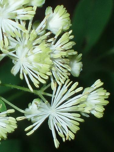 Tall Meadow Rue flower