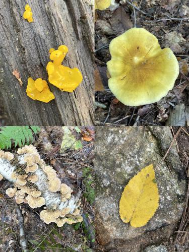 yellow in October at Epsom Town Forest in southern New Hampshire