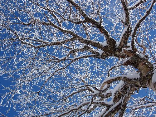 snowy birch branchlets on the trail to Equinox Mountain in Vermont