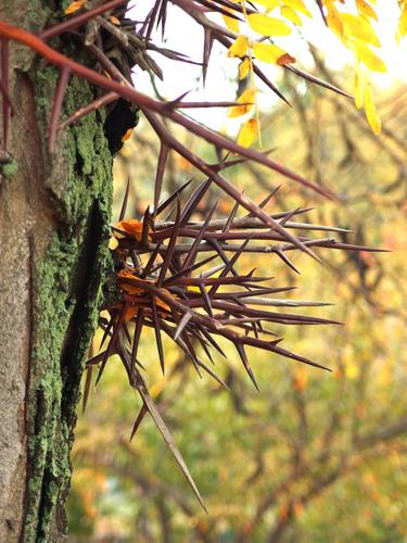 Honey Locust (Gleditsia triacanthos) thorns at Charles River Esplanade in Massachusetts