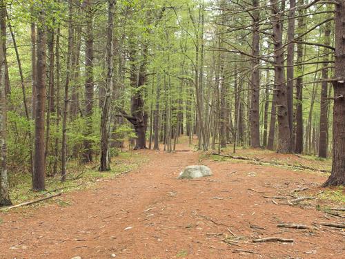 Hutchins Pond Trail in May at Estabrook Woods near Concord, MA