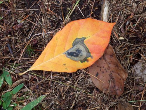 leaf in September at Farandnear Reservation near Shirley in northeast Massachusetts