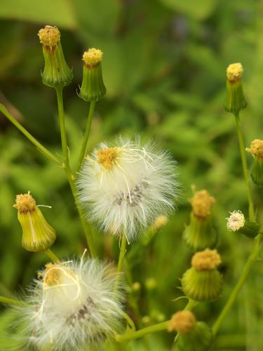 Pilewort (Erechtites hieracifolia) in September at Farandnear Reservation near Shirley in northeast Massachusetts