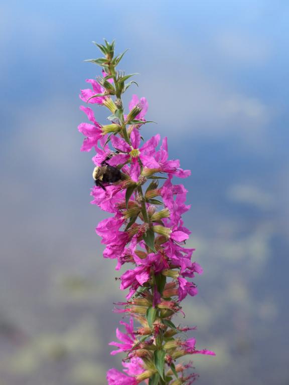 Purple Loosestrife (Lythrum salicaria) in September at Farandnear Reservation near Shirley in northeast Massachusetts