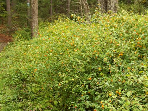 Spotted Touch-me-nopt (Impatiens capensis) in September at Farandnear Reservation near Shirley in northeast Massachusetts